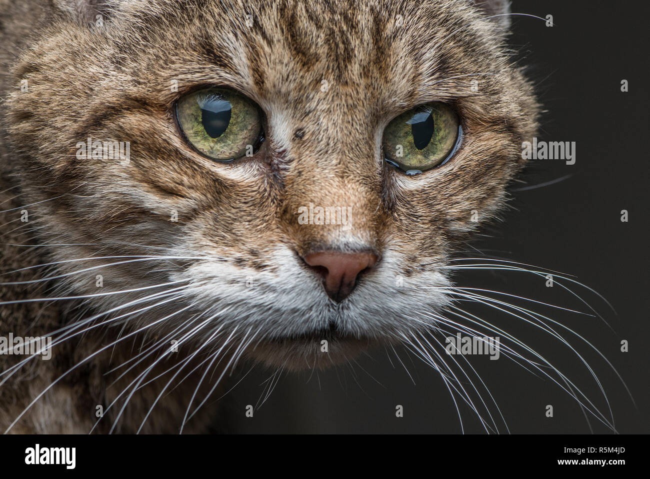 A close up photo of a ten year old foster cat's face and eyes showing the details in both. Stock Photo