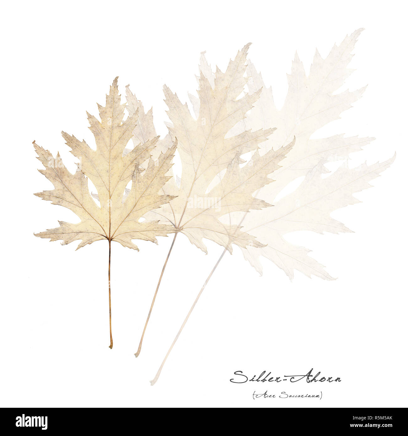 collage with leaves of silver maple Stock Photo