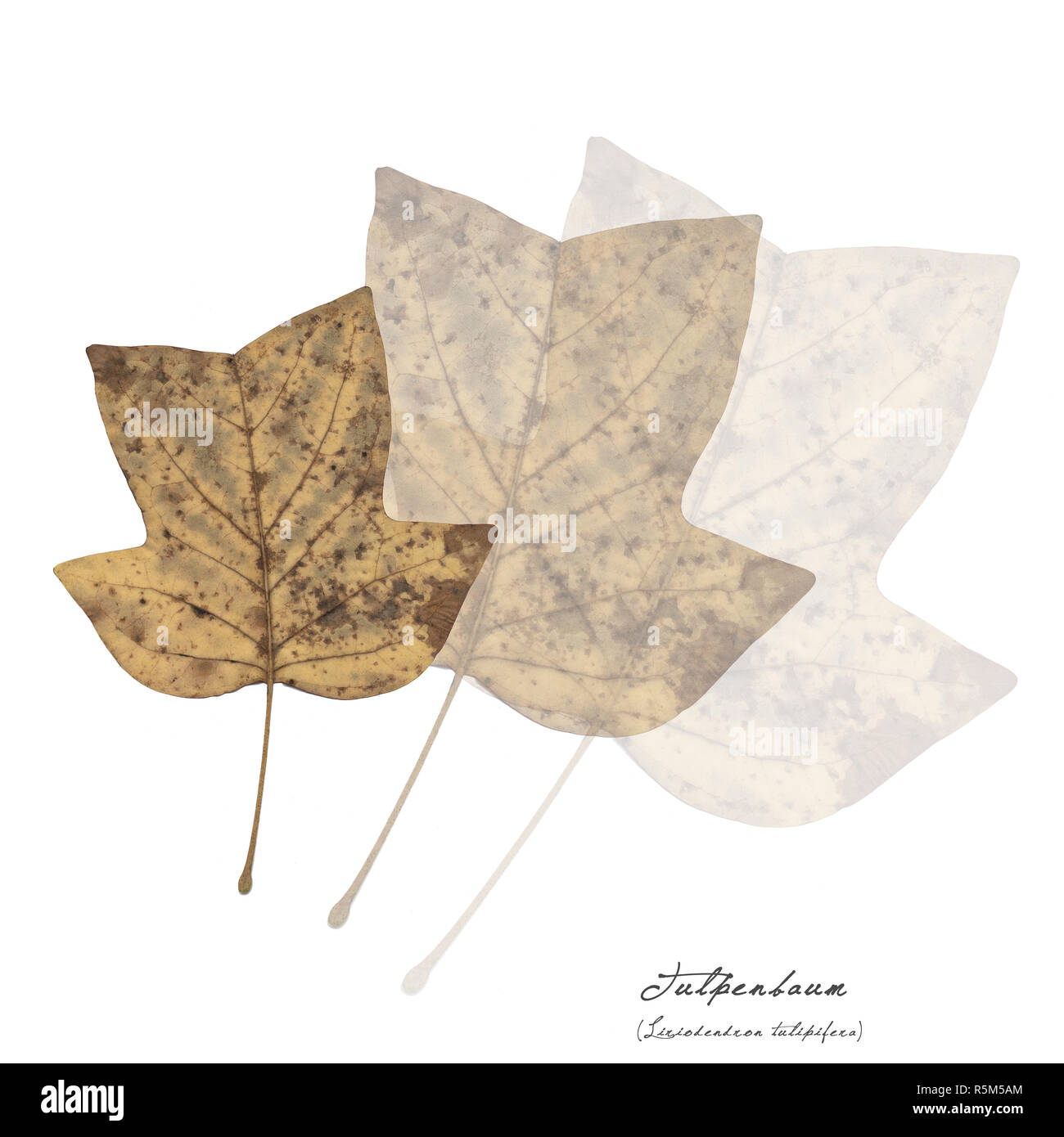collage with leaves of the tulip tree Stock Photo