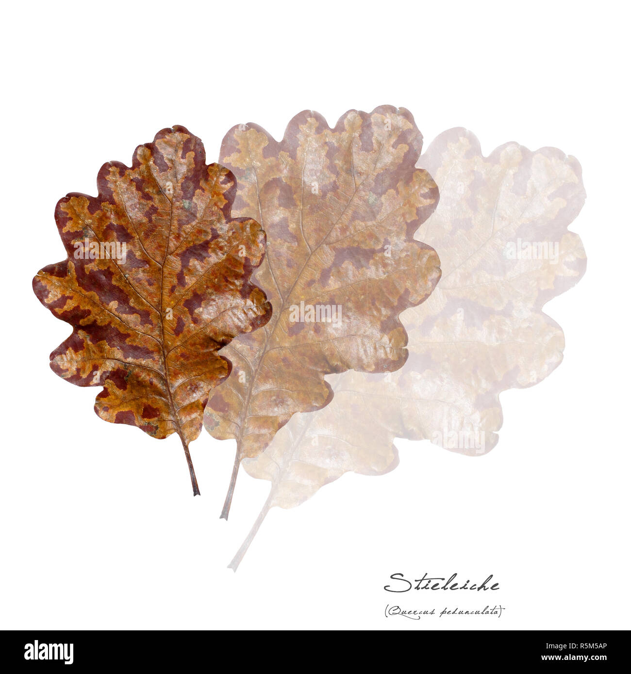 collage with leaves of the pedunculate oak Stock Photo