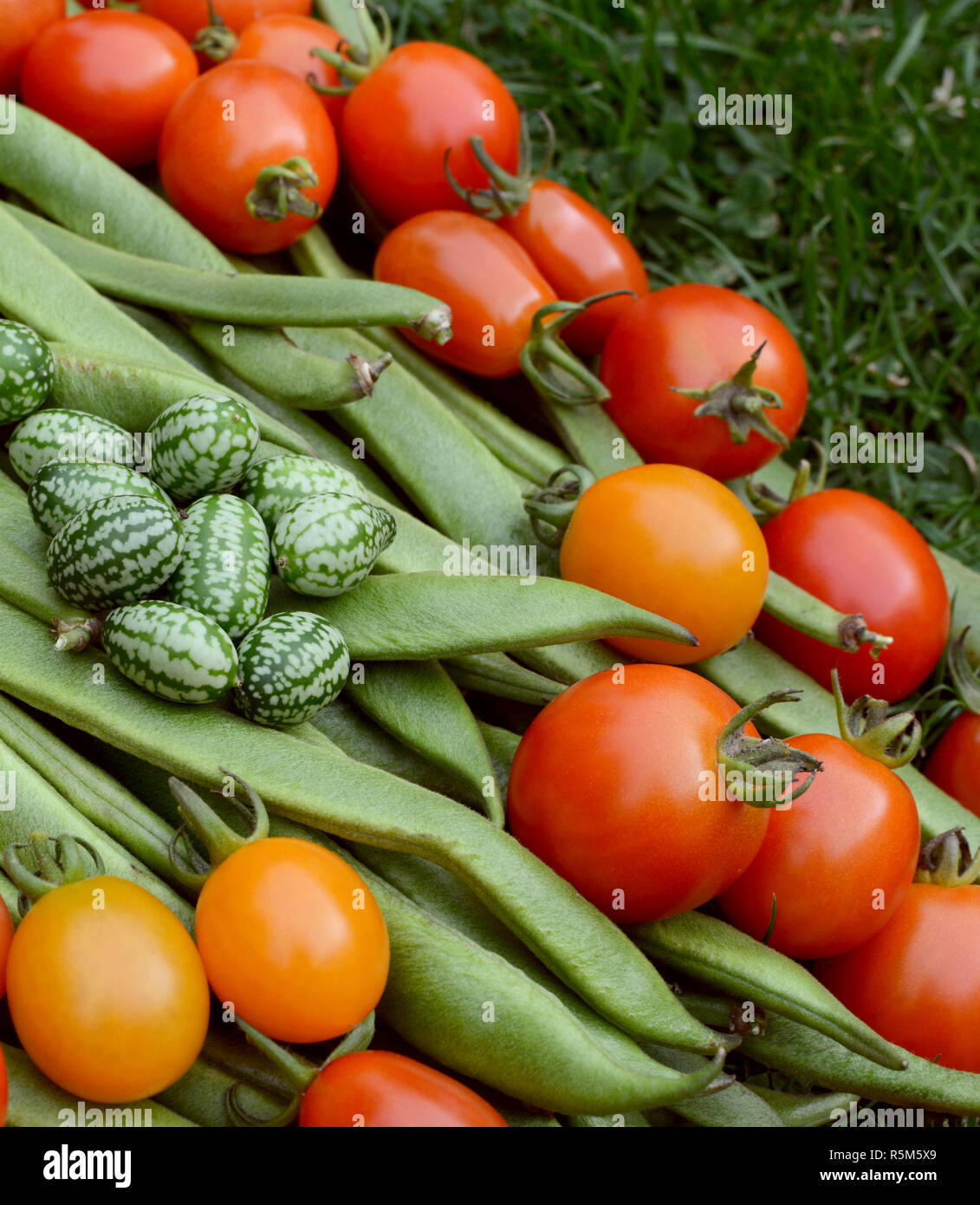 Handful of cucamelons with tomatoes and runner beans Stock Photo