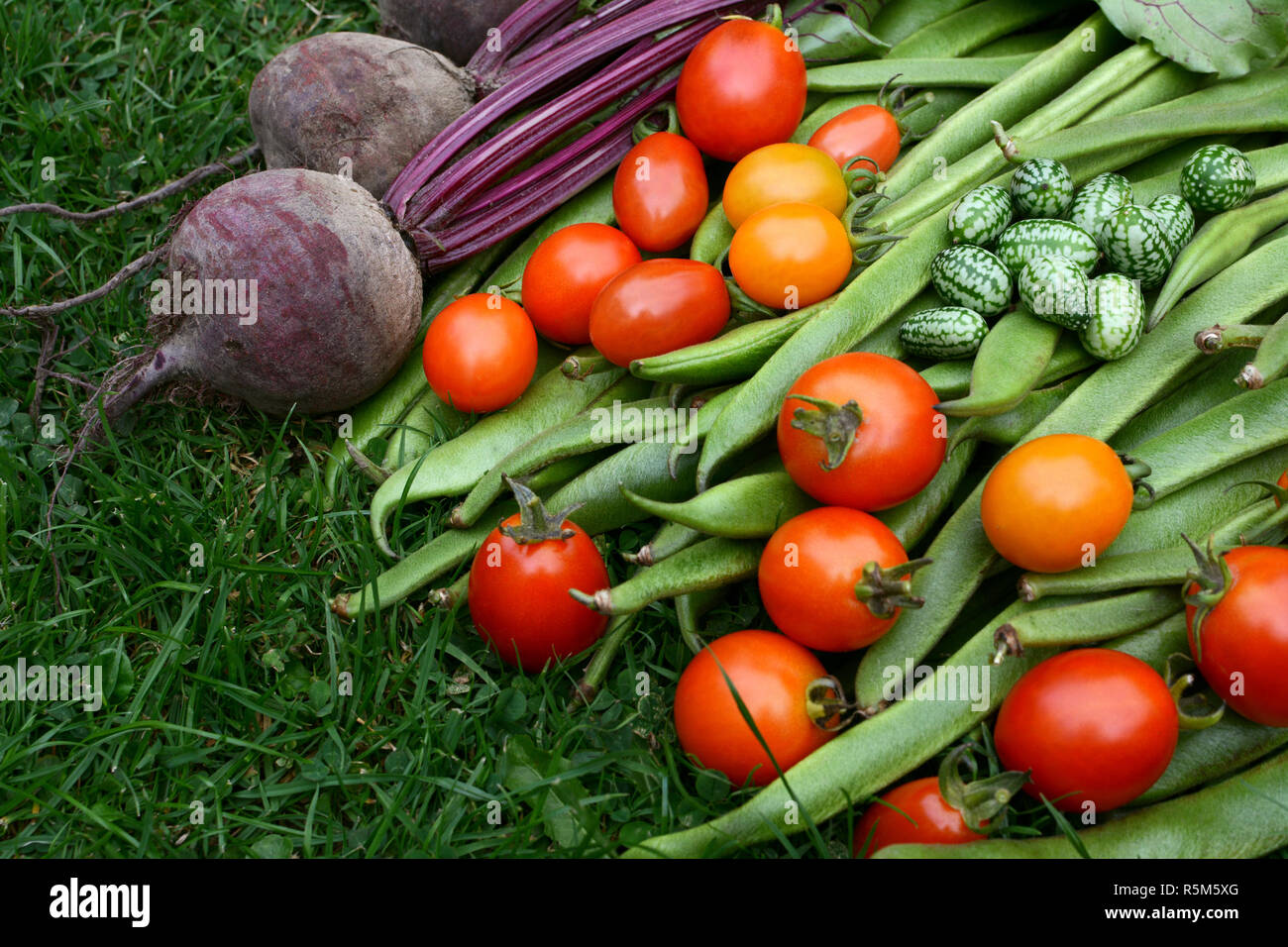 Harvested vegetables from the allotment Stock Photo