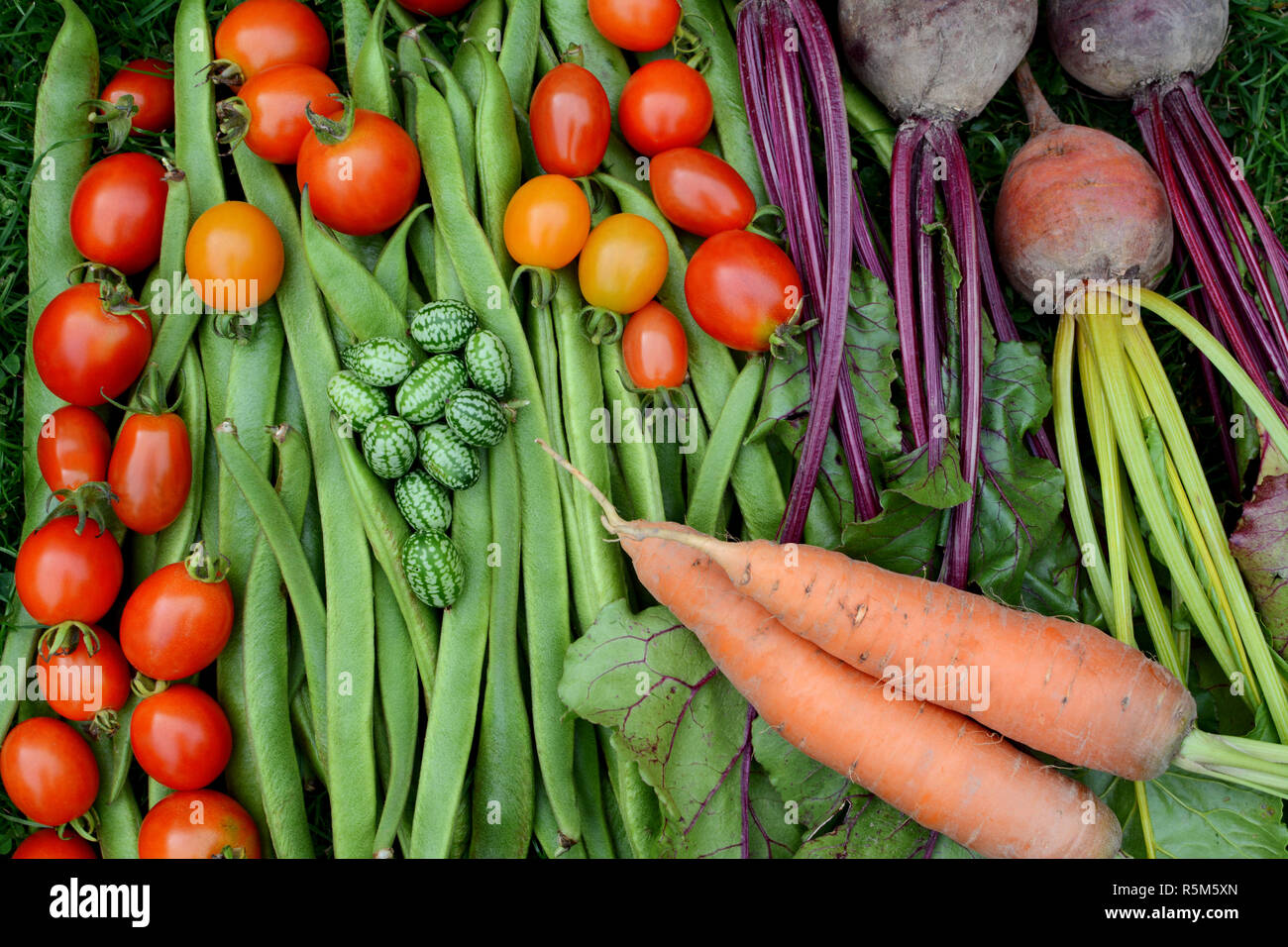 Vegetables freshly gathered from the allotment Stock Photo