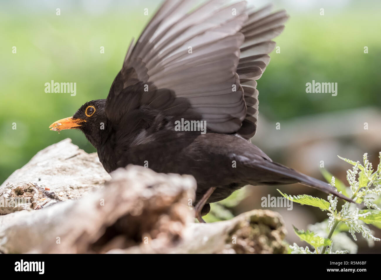 departing blackbird Stock Photo