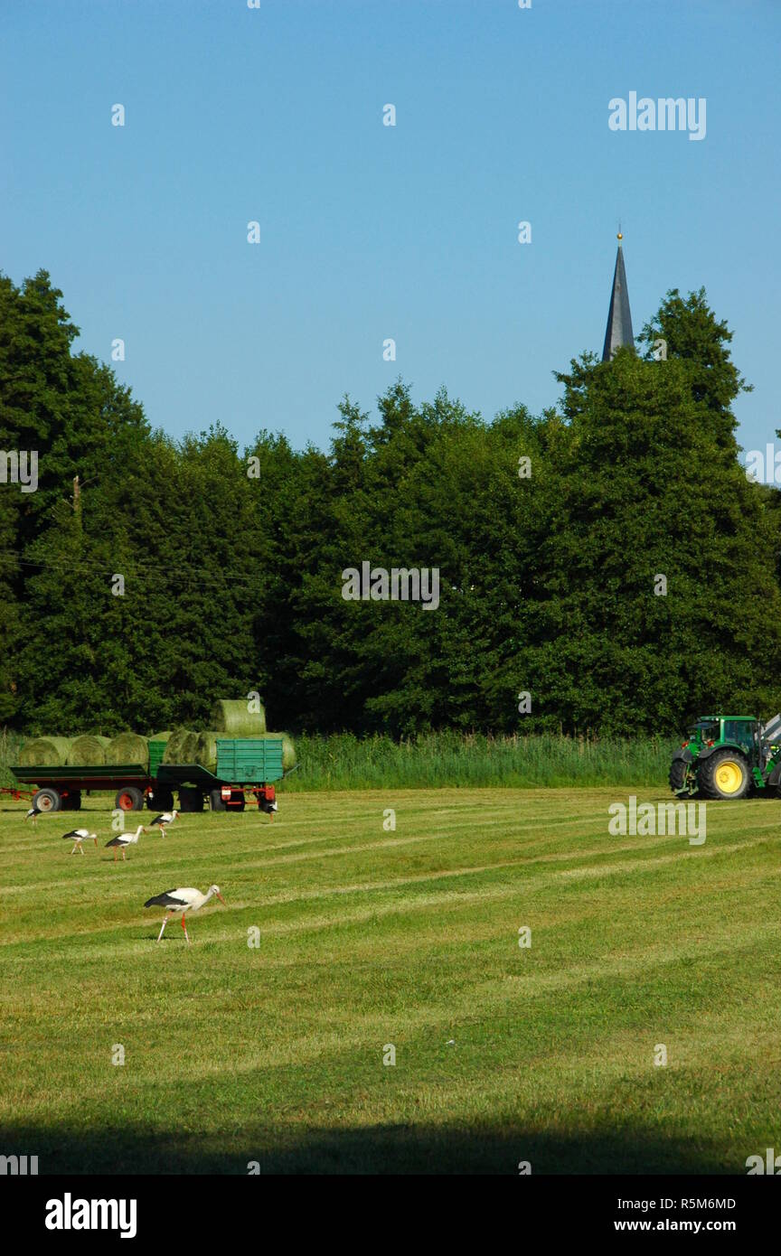 hay harvest in the woogwiesen jockgrim Stock Photo