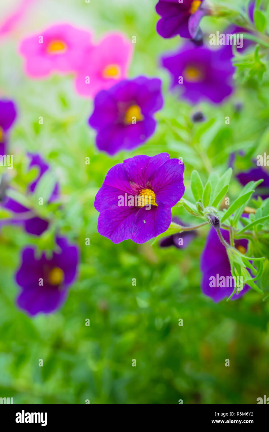 The background image of the colorful flowers Stock Photo - Alamy