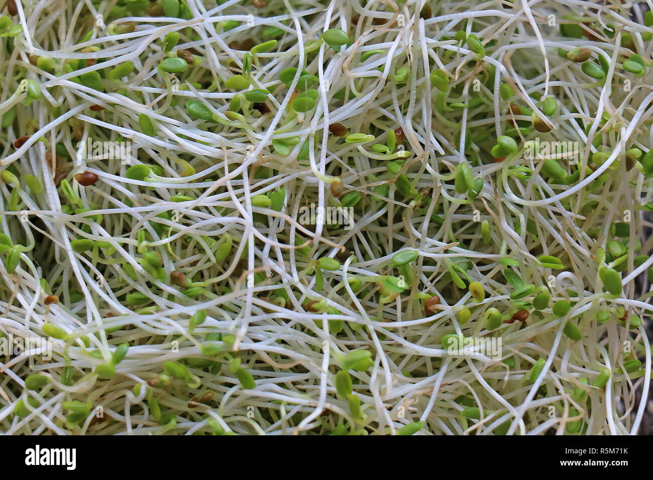 Organic alfalfa sprouts flowering plant in legume family pile background Stock Photo