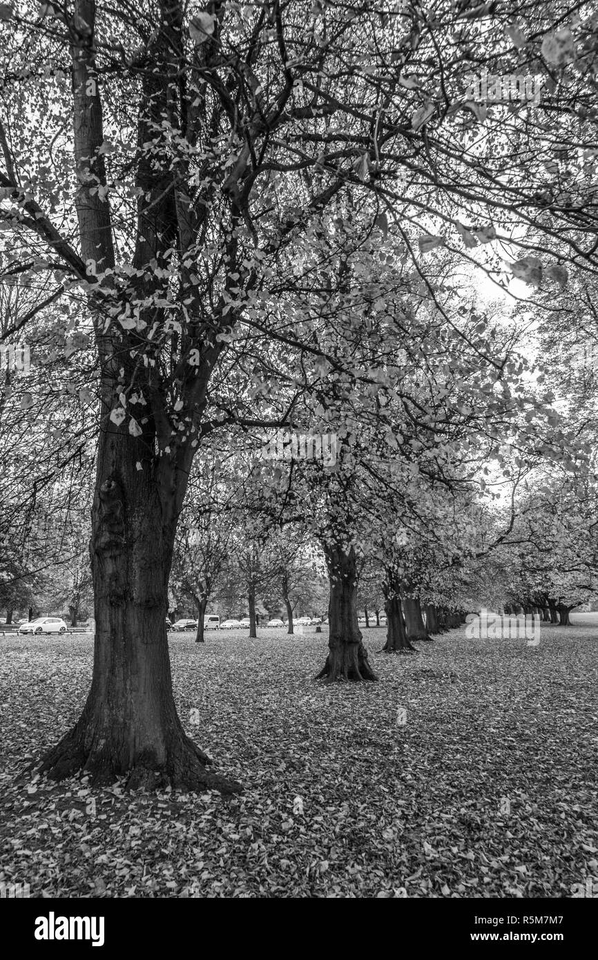 Black and white picture of symmetrical trees line in Hyde park london Stock Photo