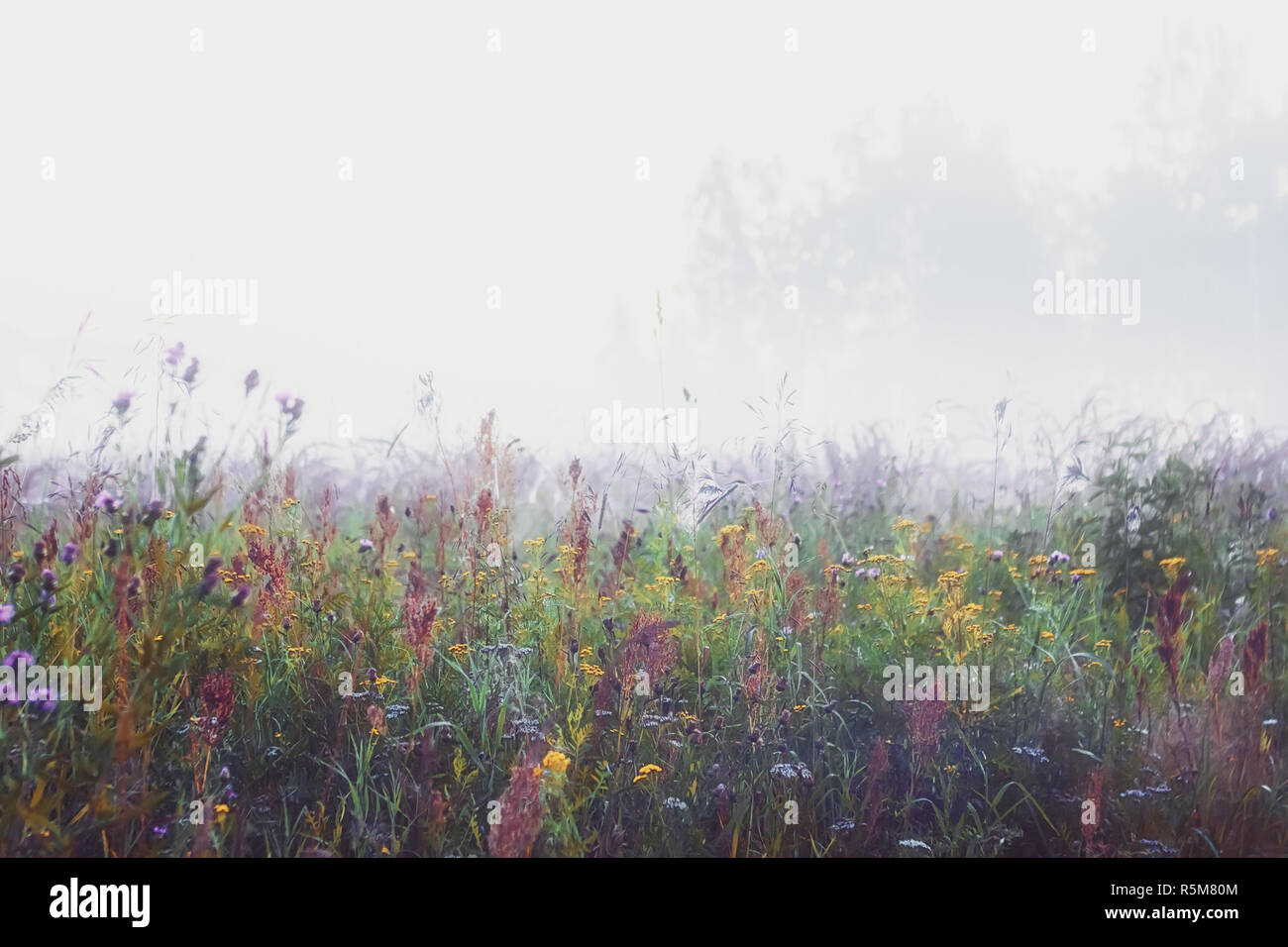 Misty Morning In The Meadow Stock Photo - Alamy