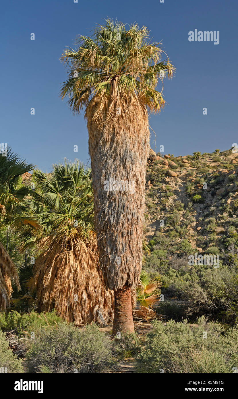 California Fan Palm in a Desert Oasis Stock Photo