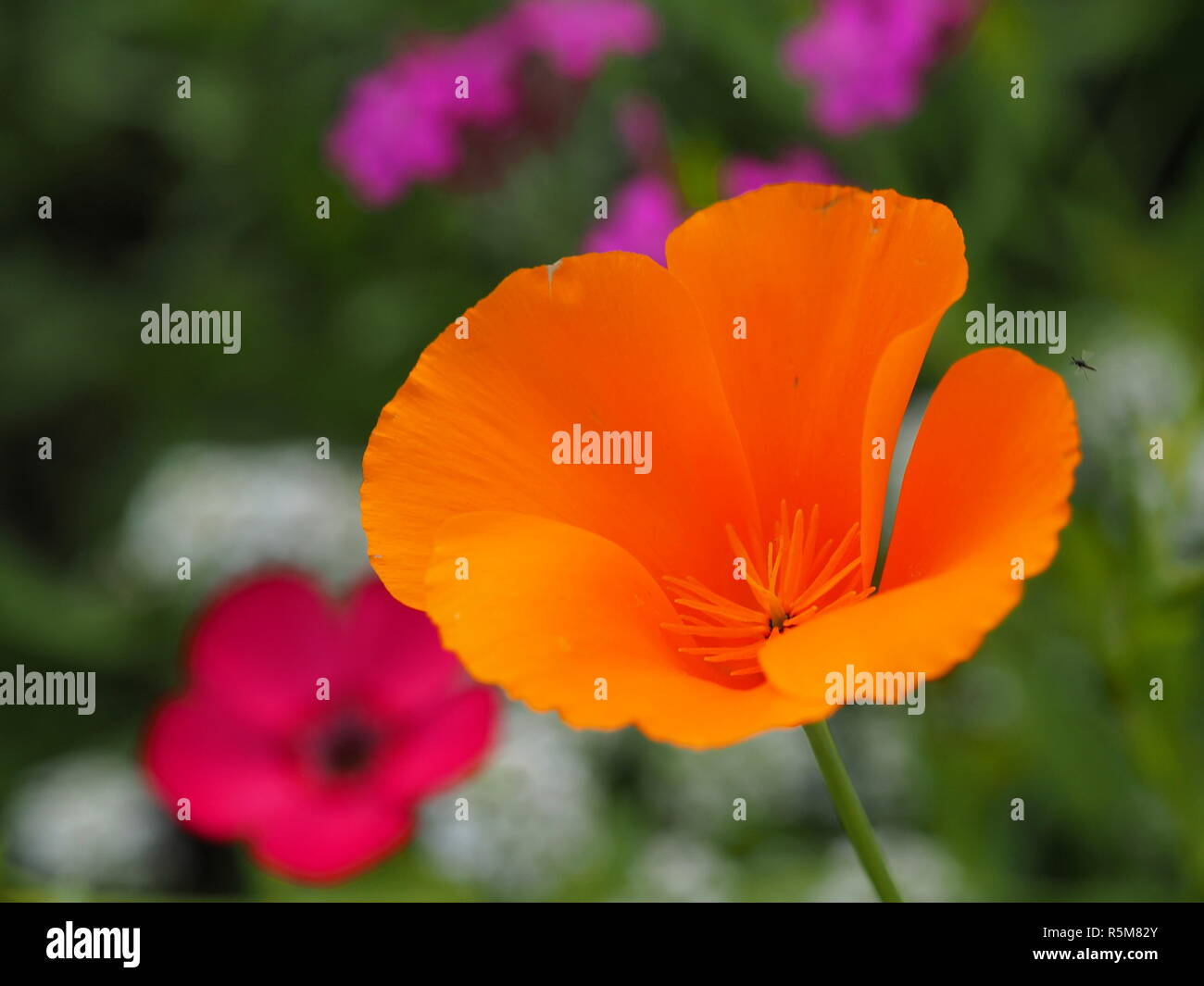 california poppy Stock Photo