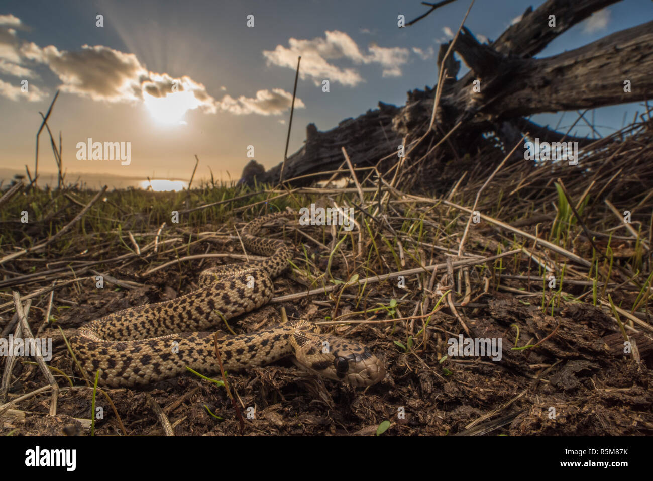 A young Pacific gopher snake (Pituophis catenifer catenifer) on the grassland in the hills above Berkeley, CA. The San Francisco Bay is visible behind. Stock Photo