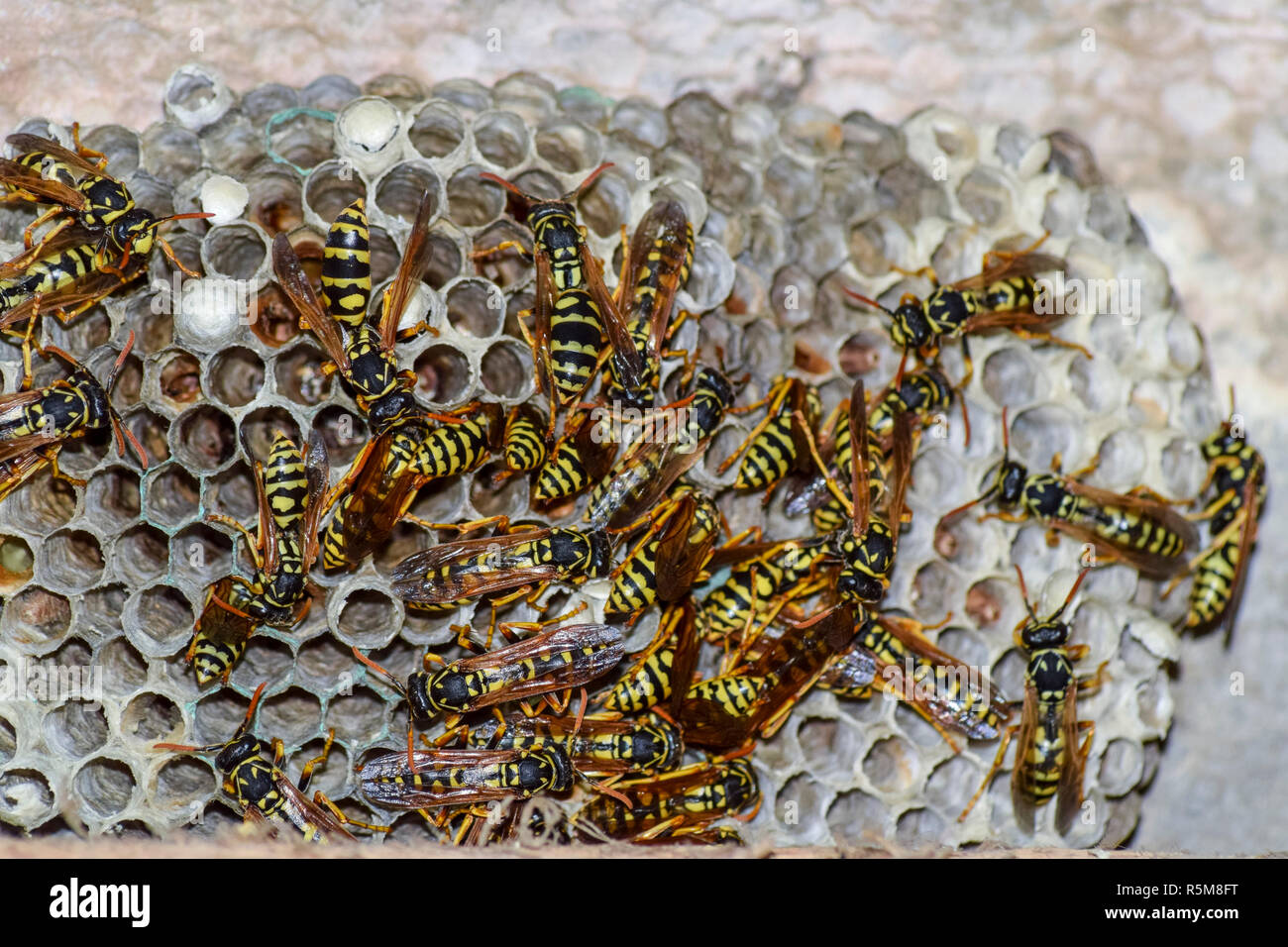 Wasps polist. Vespiary Stock Photo
