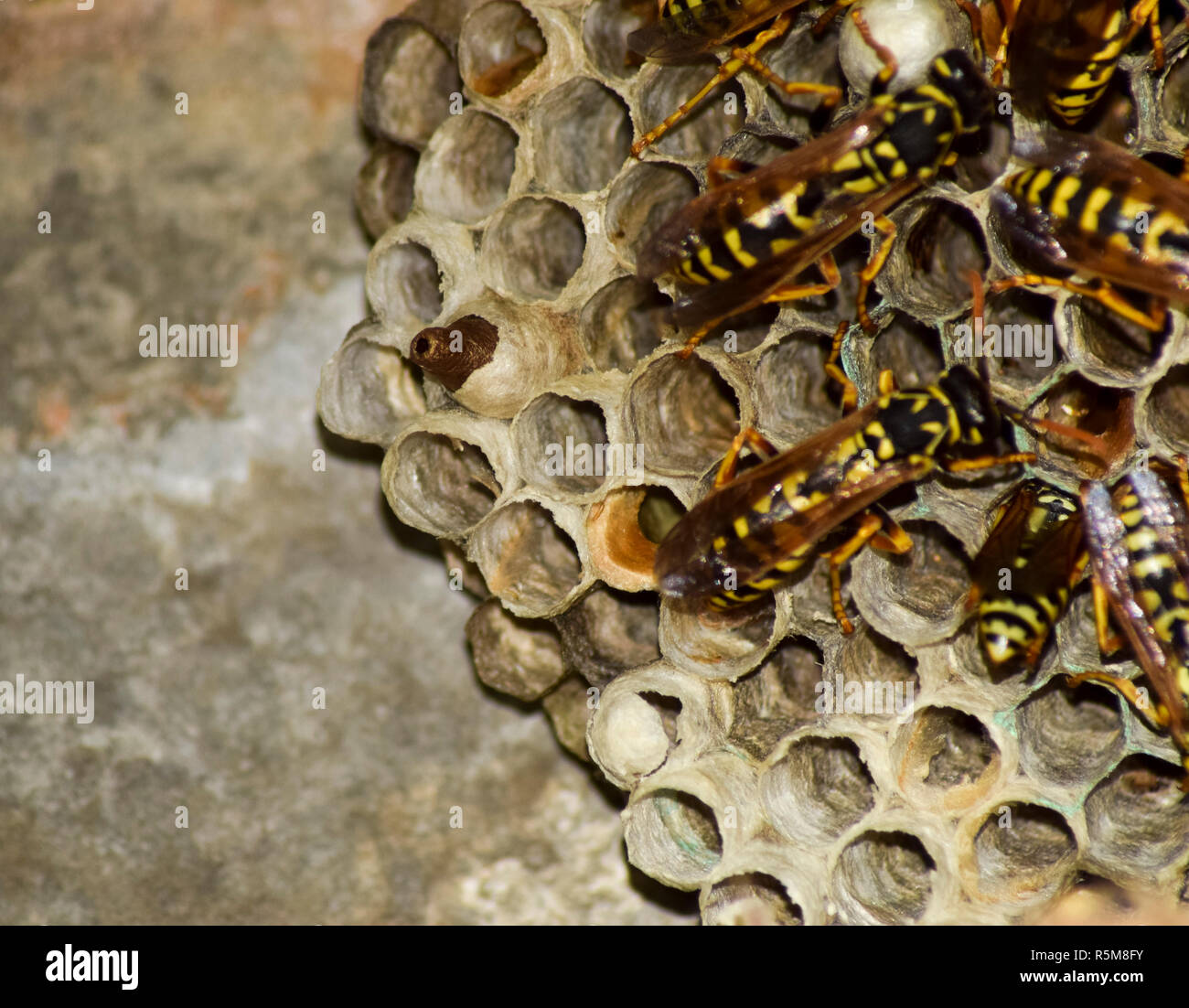 Wasps polist. Vespiary Stock Photo