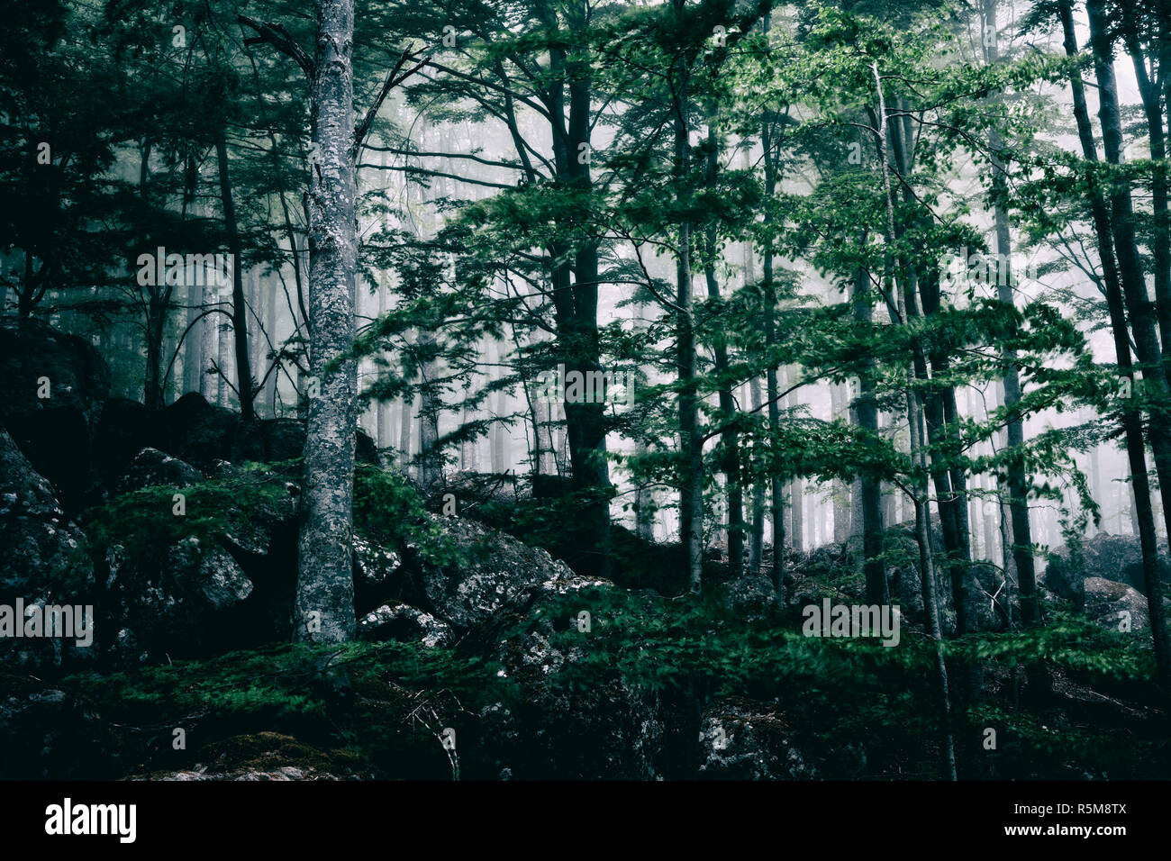 Foggy dark forest Stock Photo - Alamy