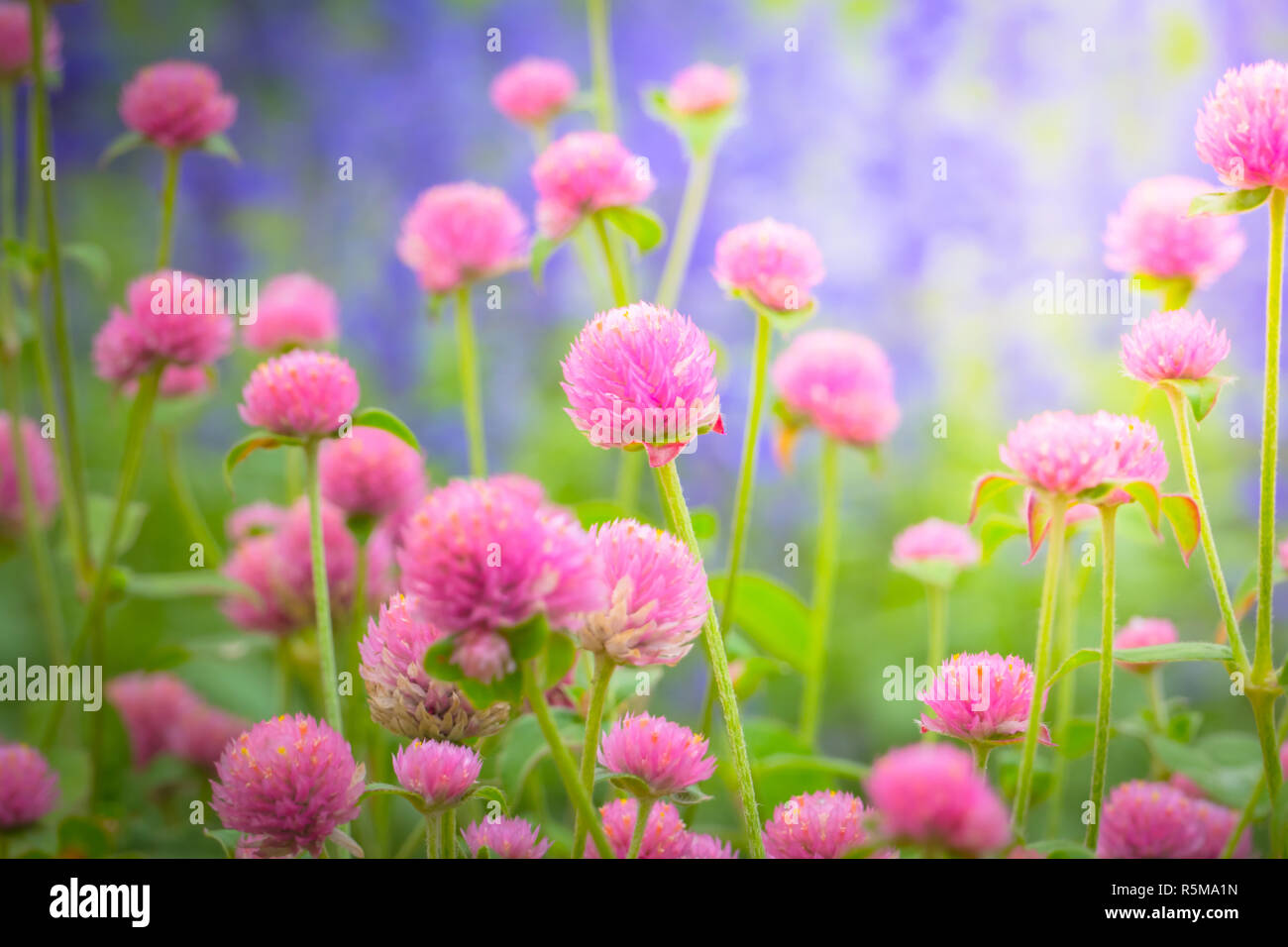 The background image of the colorful flowers Stock Photo - Alamy