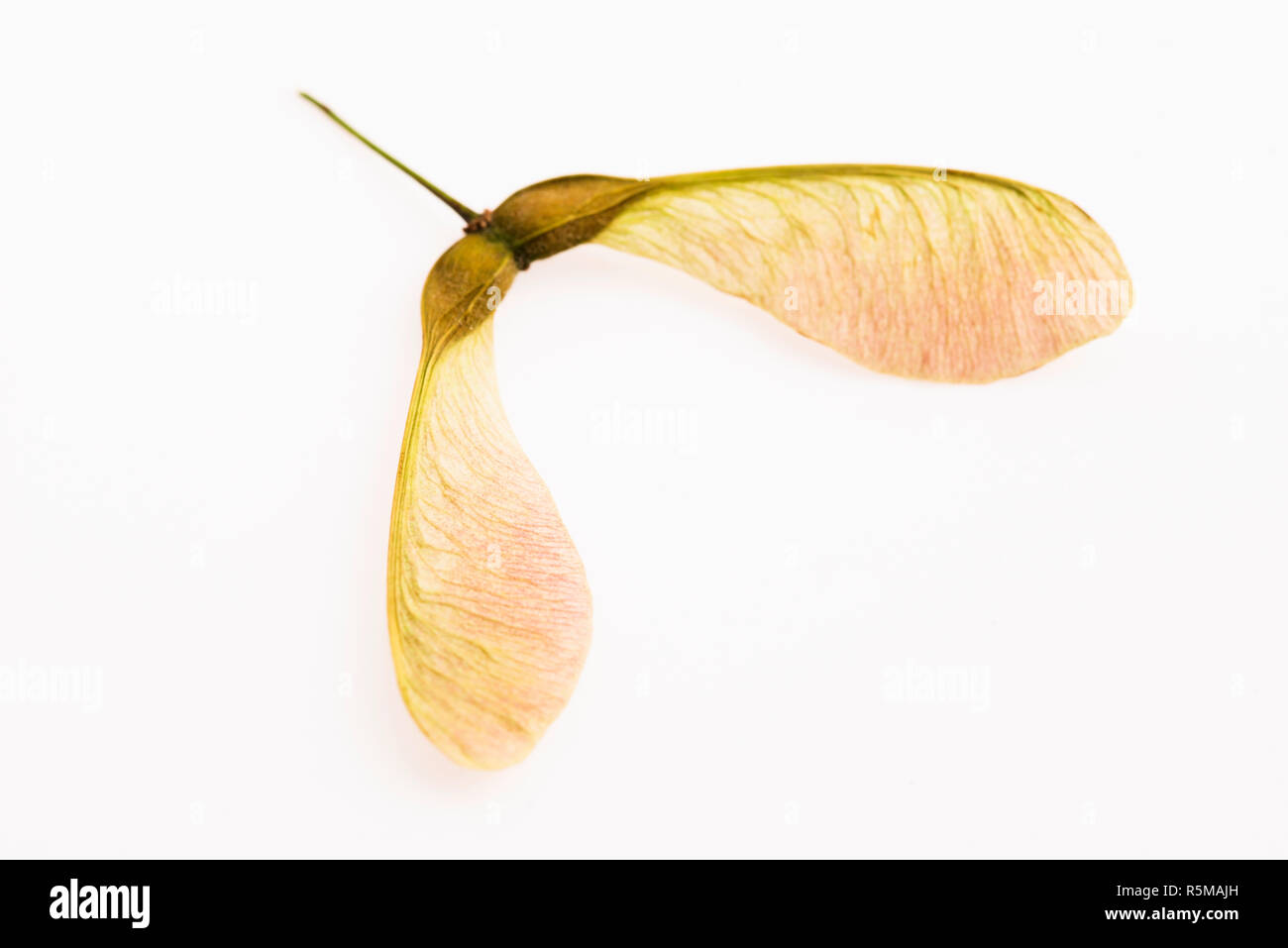 two winged maple seeds attached to the stem Stock Photo