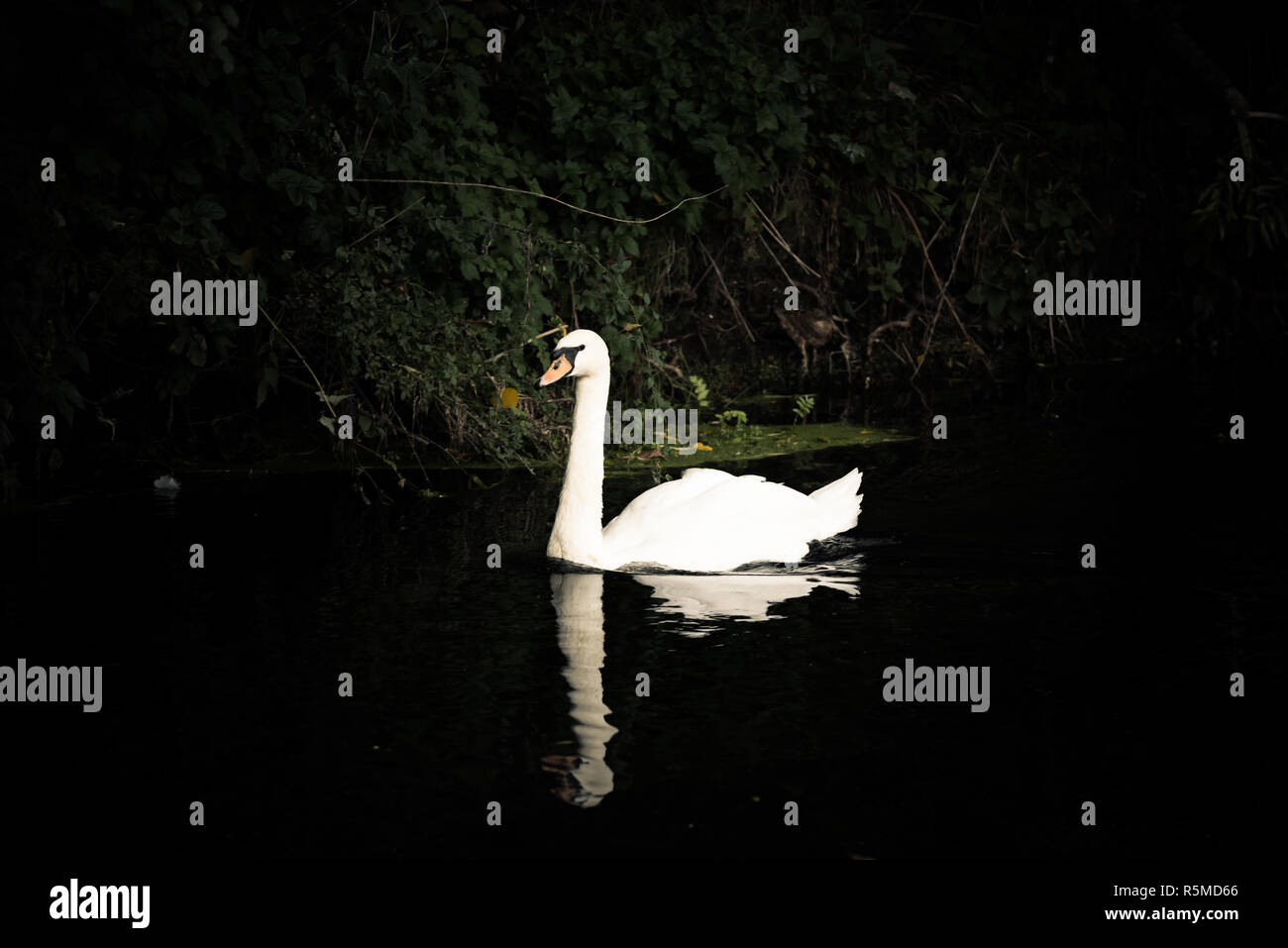 Solitary Swan Stock Photo