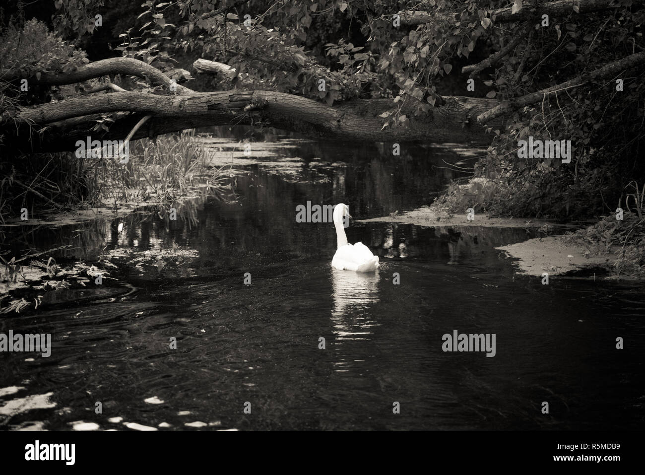 Solitary Swan Stock Photo