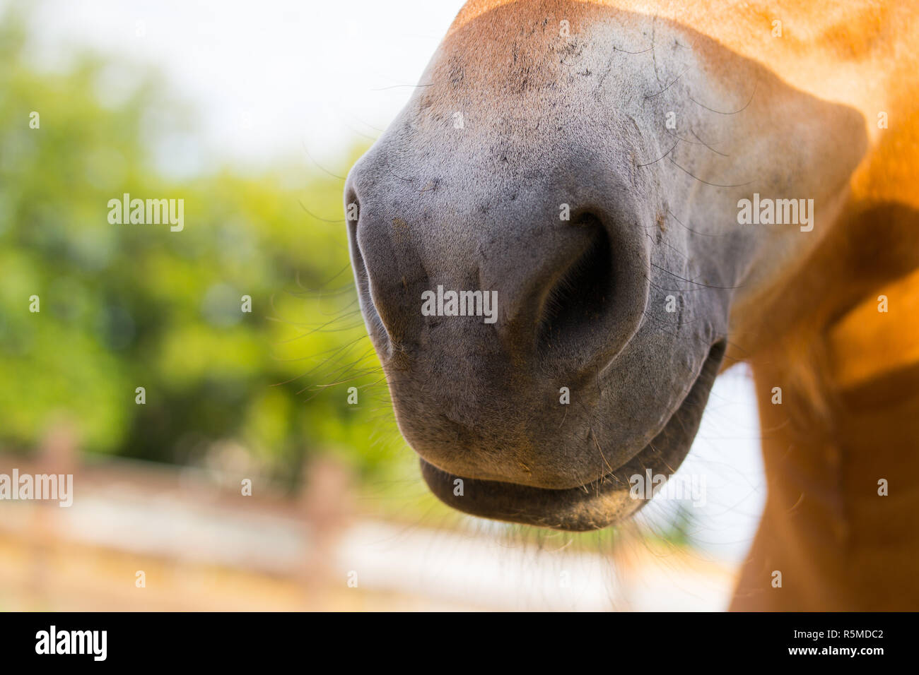 nostrils on the face of a brown horse Stock Photo