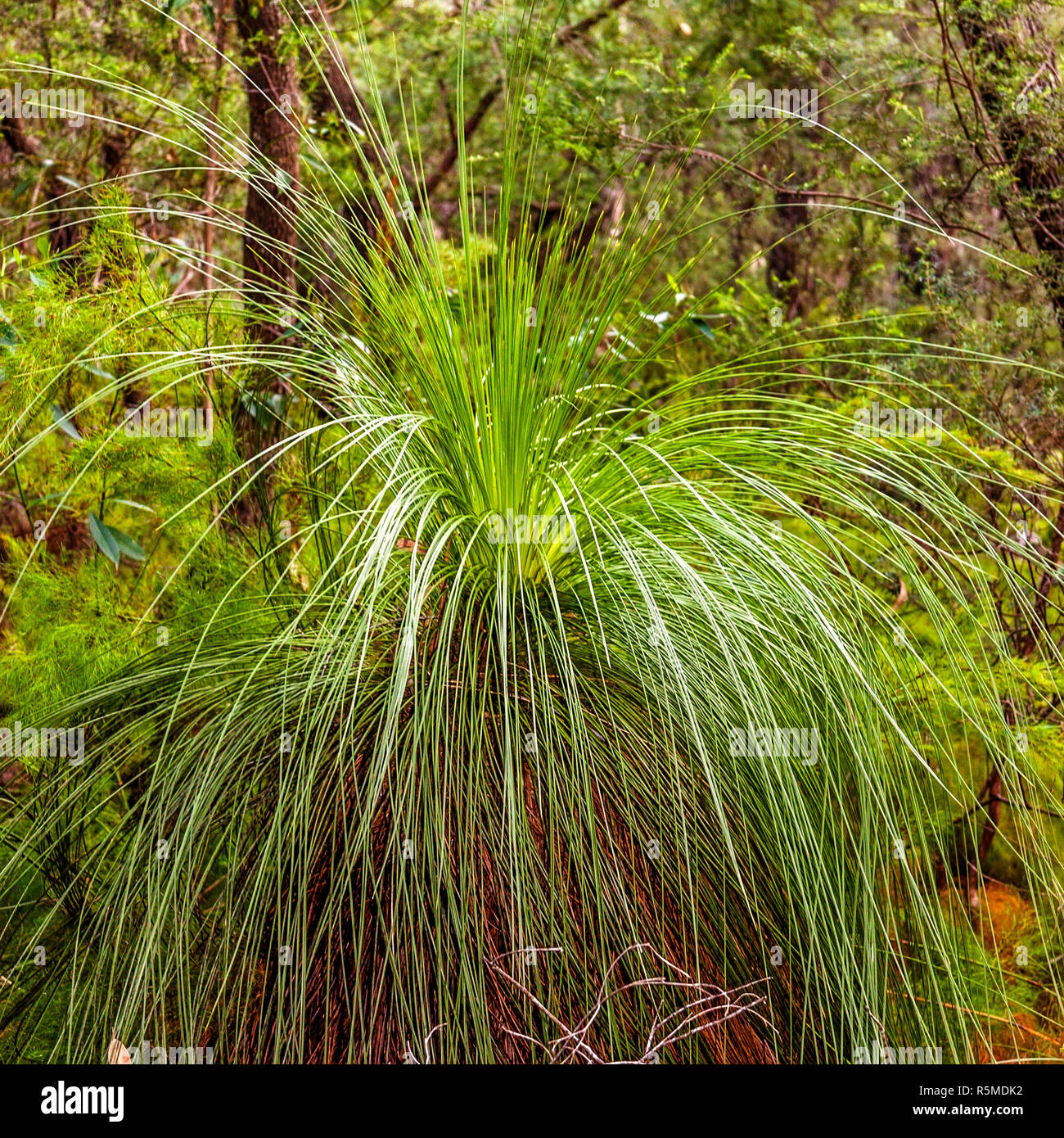Grass Trees (Xanthorrhoea} Queensland Australia Stock Photo Alamy
