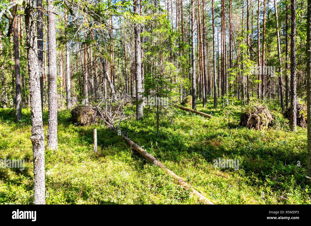 Deep forest with pine trees on a beautiful summer sunny day. Wild nature of North Russia Stock Photo