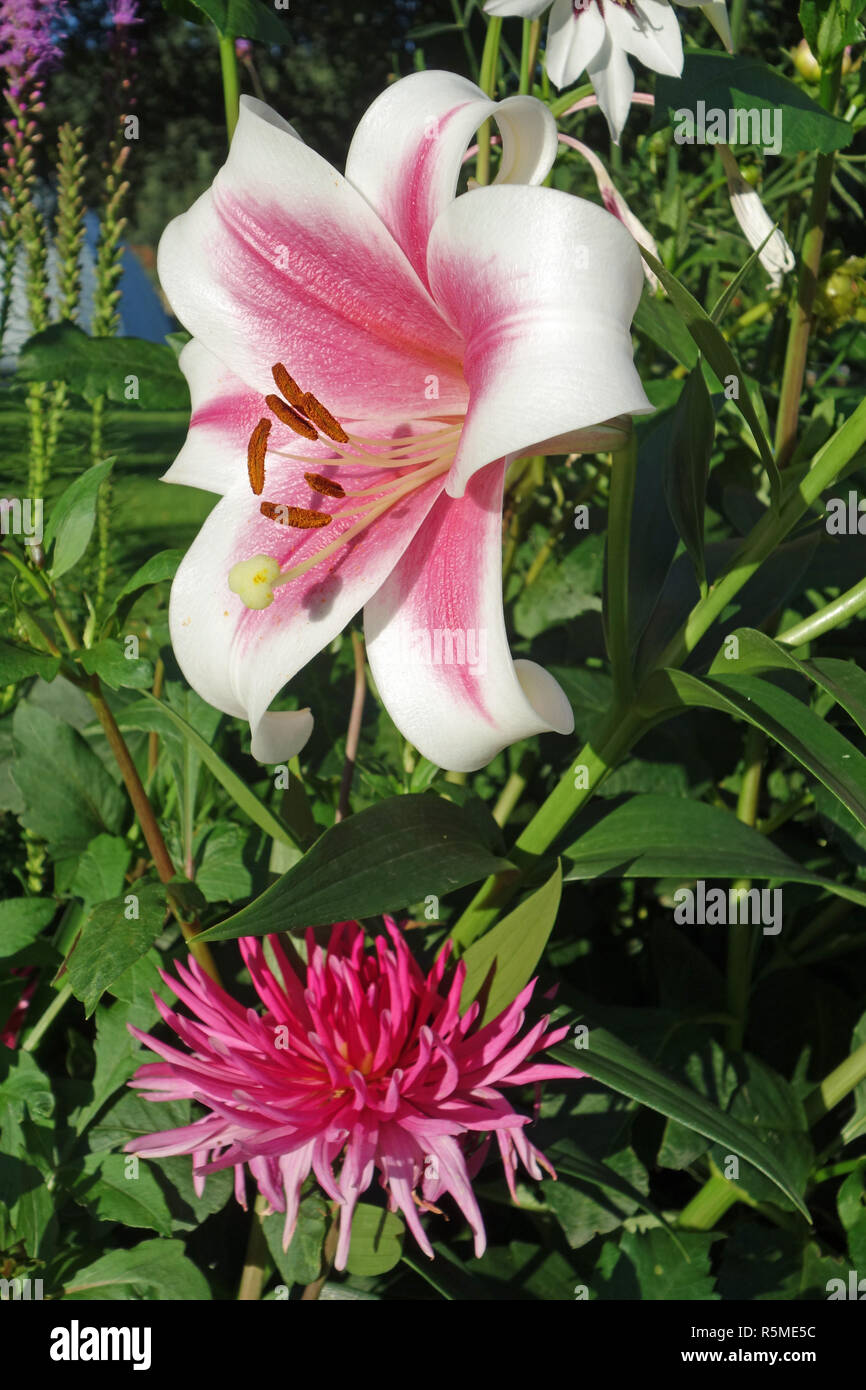 pink lilies and dahlias Stock Photo