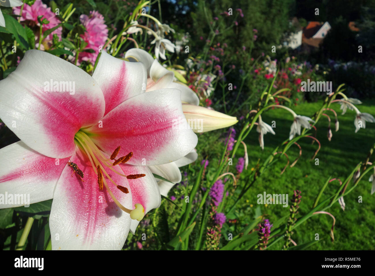 pink white lilies Stock Photo