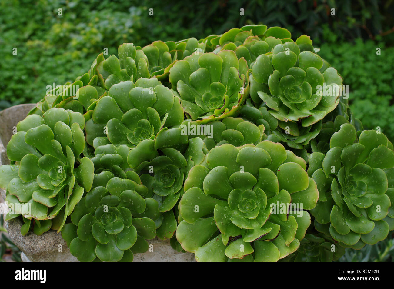 succulent plants in a garden (Crassulaceae, maybe Echeveria sp.) Stock Photo
