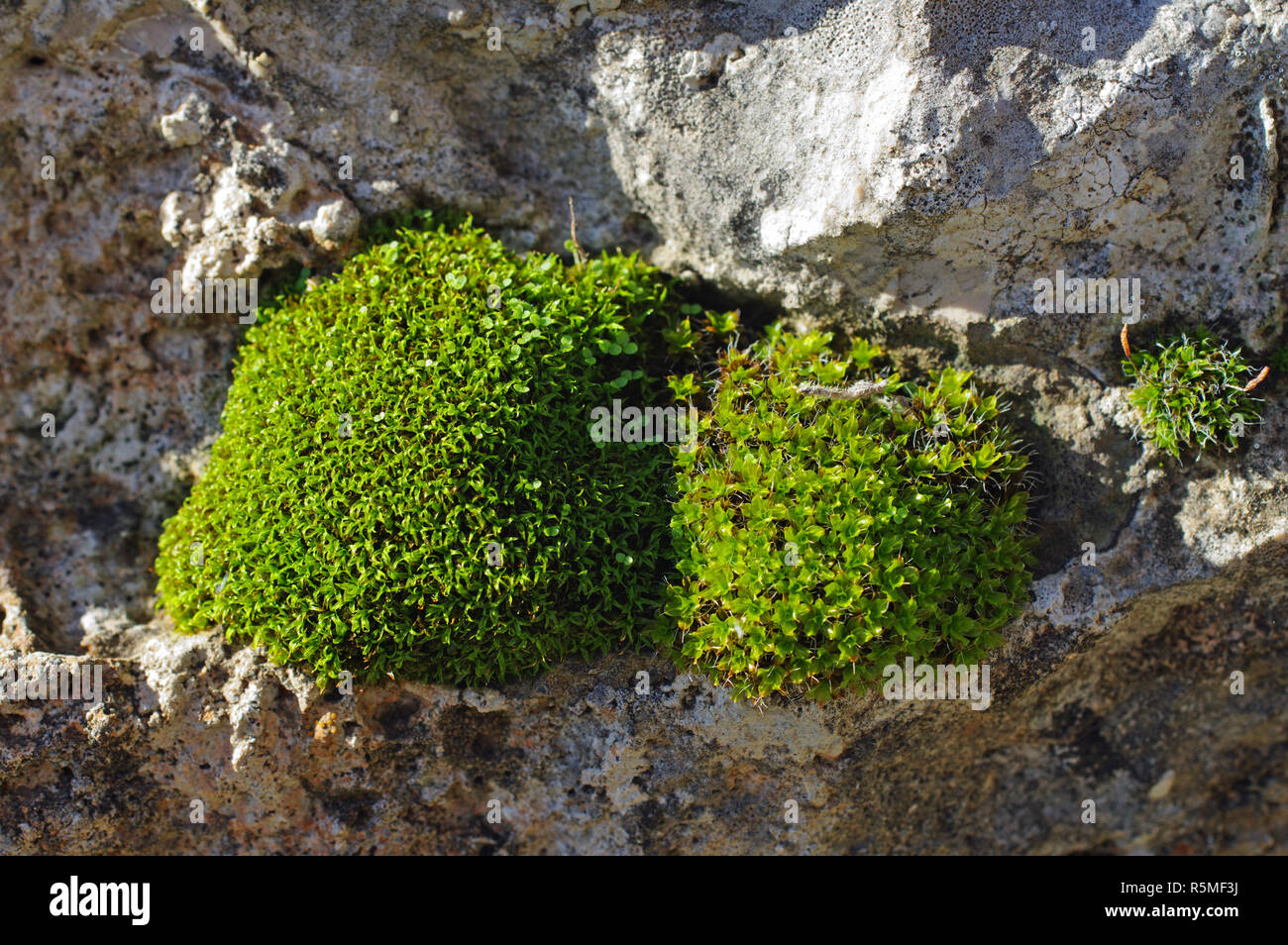 mosses one and between stones Stock Photo