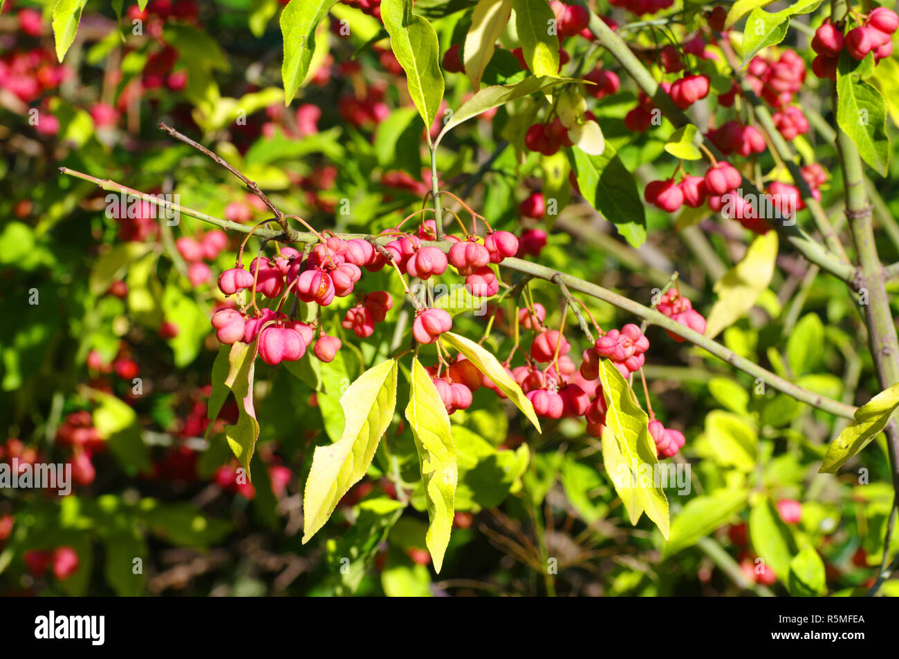 Colors of the autumn: Euonymus europaeus, the European spindle or Common spindle, family Celastraceae Stock Photo