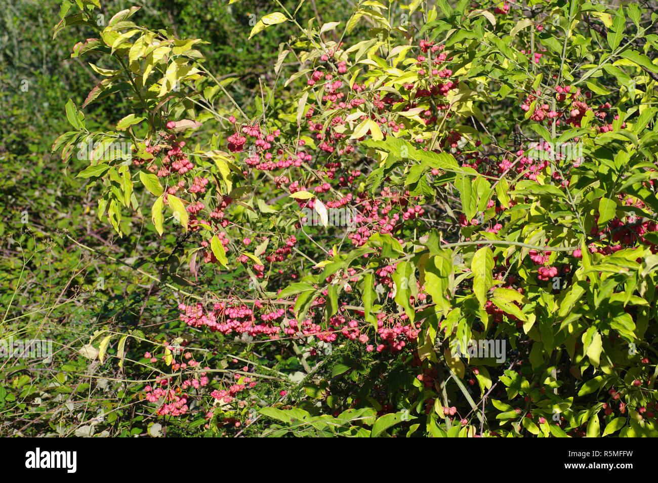 Colors of the autumn: Euonymus europaeus, the European spindle or Common spindle, family Celastraceae Stock Photo