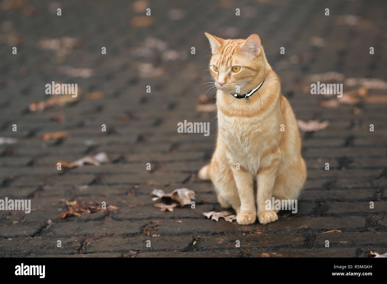 Orange tabby cat sitting in driveway Stock Photo - Alamy
