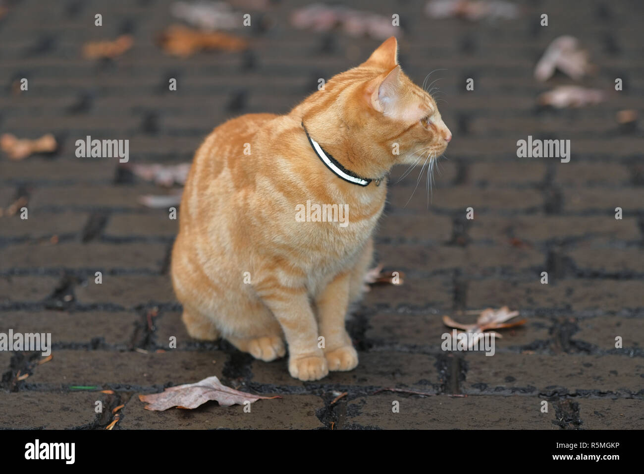 Orange tabby cat profile while sitting Stock Photo