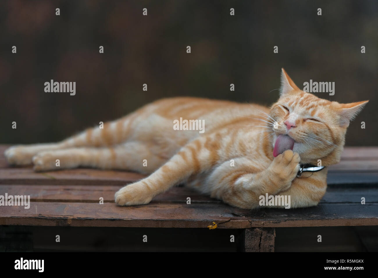 Orange tabby cat licking it's paw. Taking a bath Stock Photo - Alamy