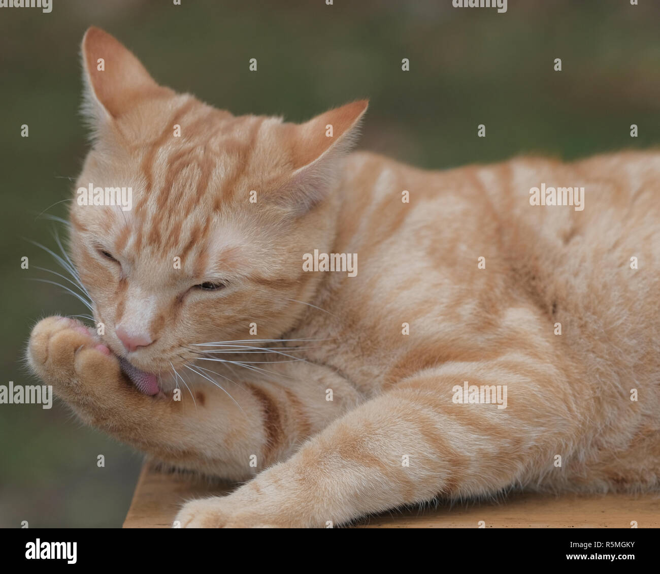Orange tabby cat licking it's paw. Taking a bath Stock Photo - Alamy
