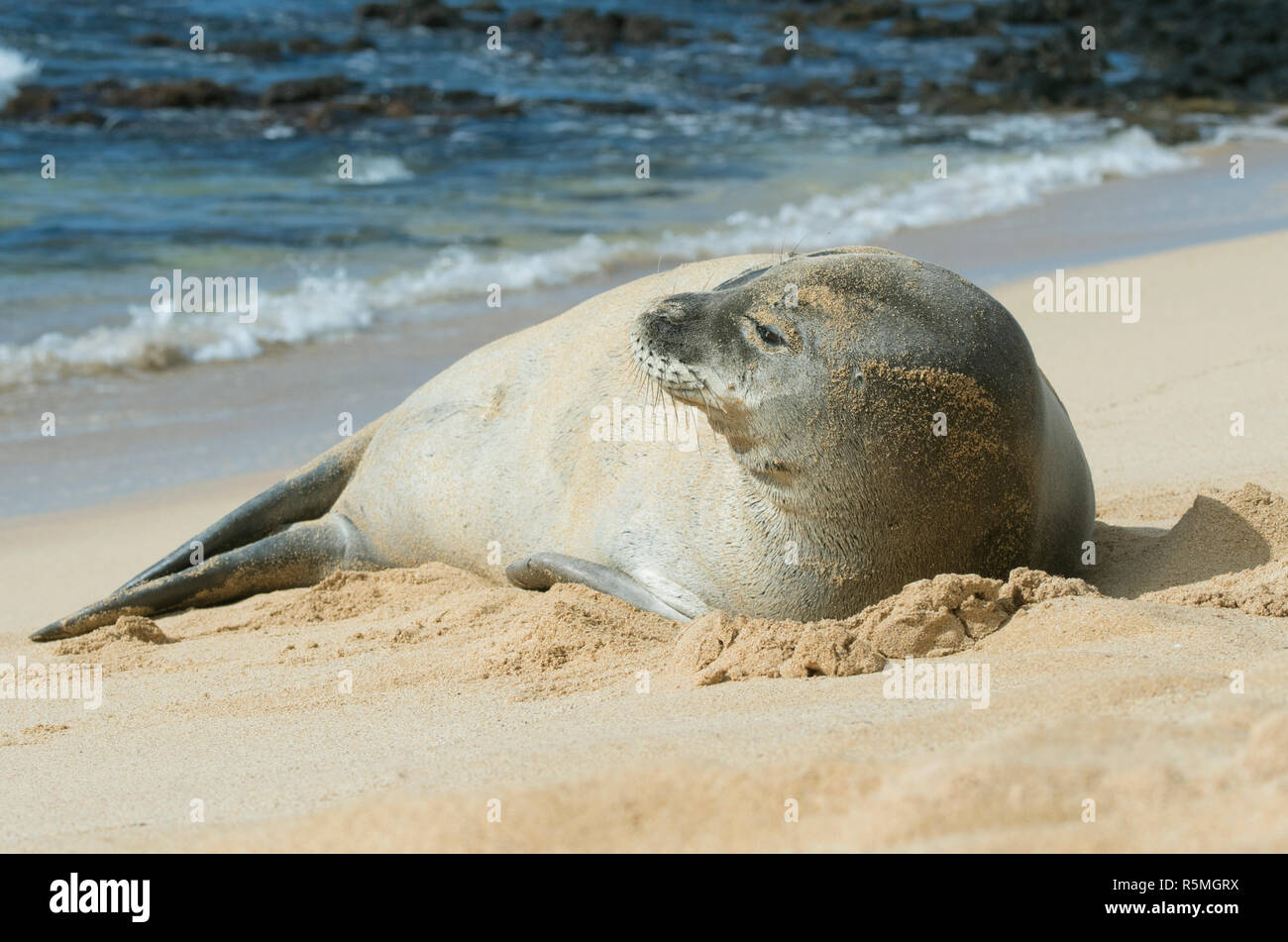 Hawaiian Monk Seal, (Neomonachus schauinslandi) Endangered, Kaua'i Island, Hawaii Stock Photo