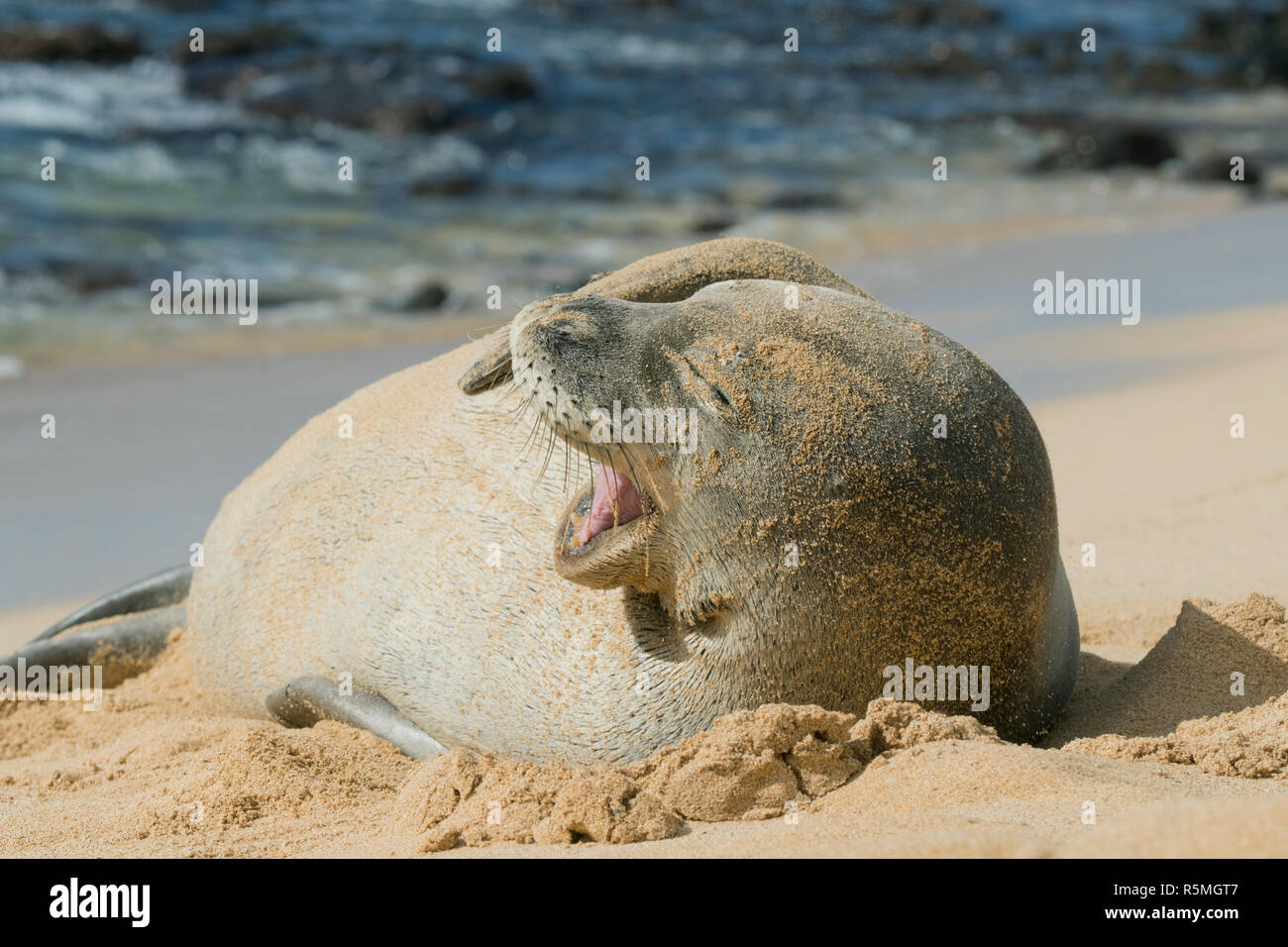 Hawaiian Monk Seal, (Neomonachus schauinslandi) Endangered, Kaua'i Island, Hawaii Stock Photo