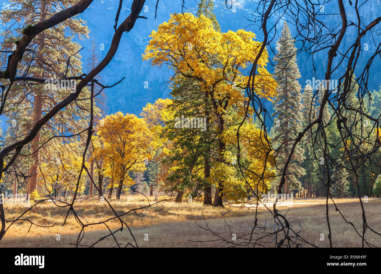 California black oak (Quercus kelloggii) at Cook Meadow Yosemite