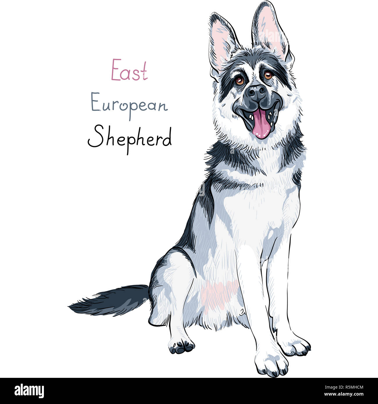 Color sketch dog East European shepherd breed Stock Photo