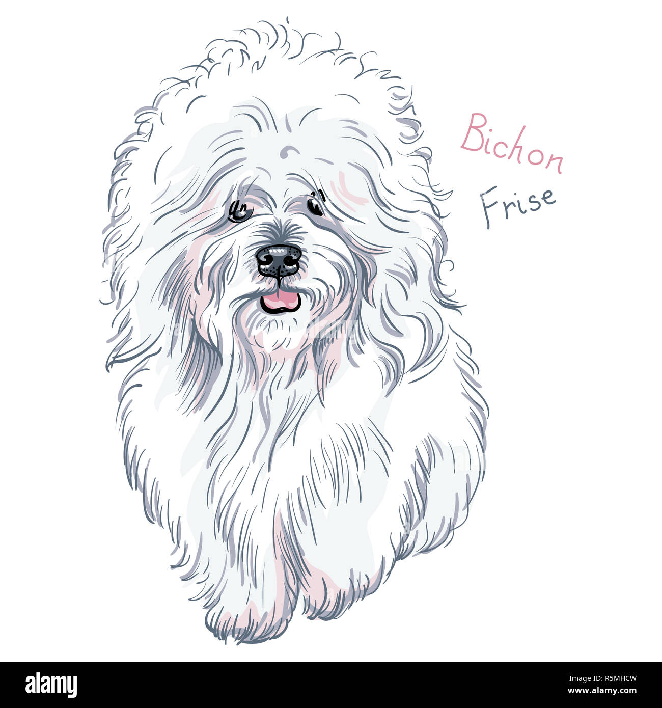 vector white cute dog Bichon Frise breed Stock Photo