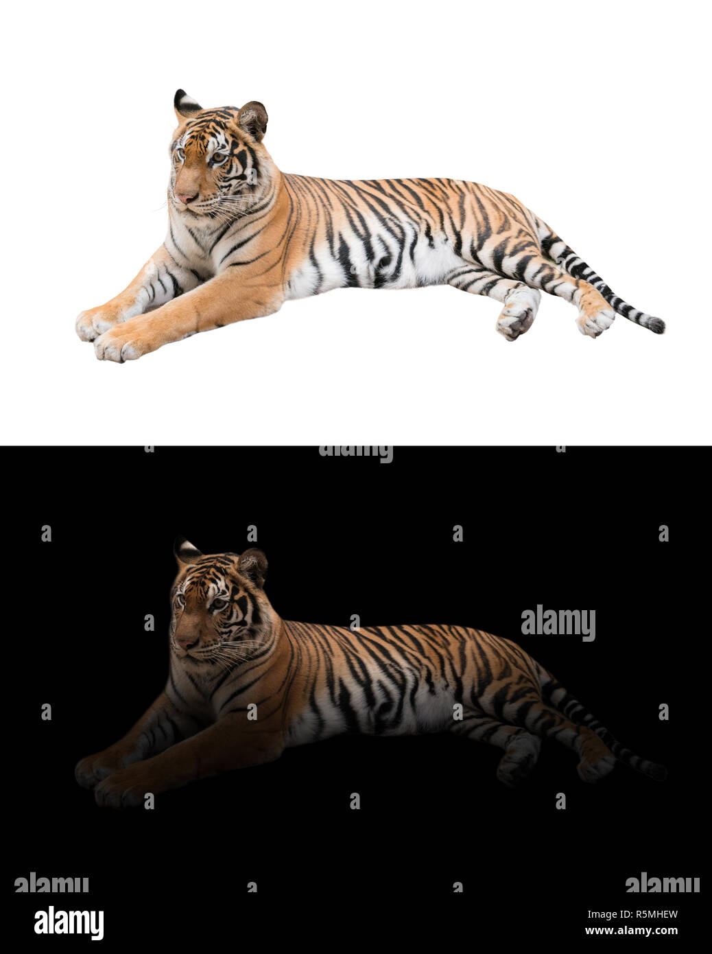 bengal tiger in the dark and white background Stock Photo