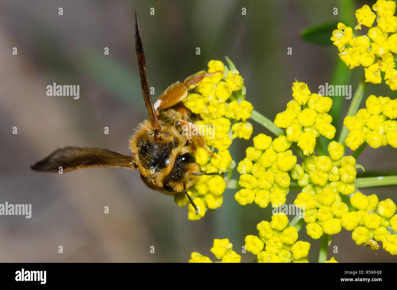 Mining Bee, Andrena prunorum, foraging on wild parsnip, Pastinaca sativa Stock Photo
