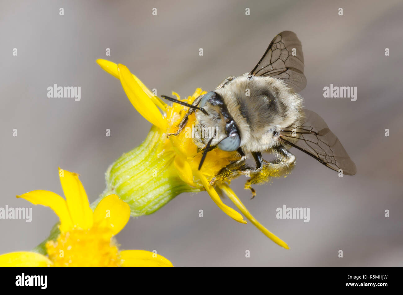 Digger Bee, Anthophora urbana, foraging on yellow composite flower Stock Photo