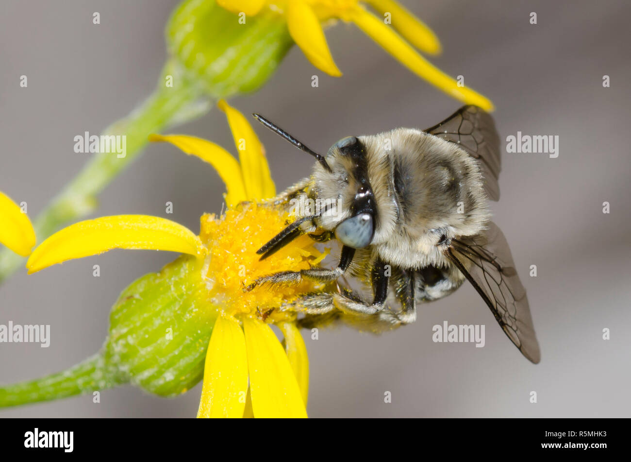 Digger Bee, Anthophora urbana, foraging on yellow composite flower Stock Photo