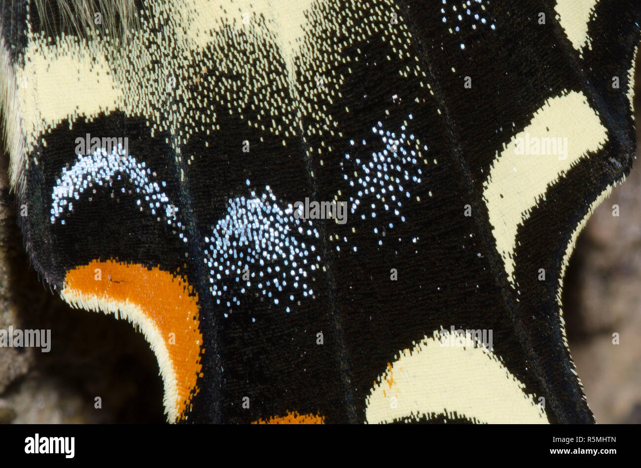 Western Tiger Swallowtail, Papilio rutulus, wing detail Stock Photo