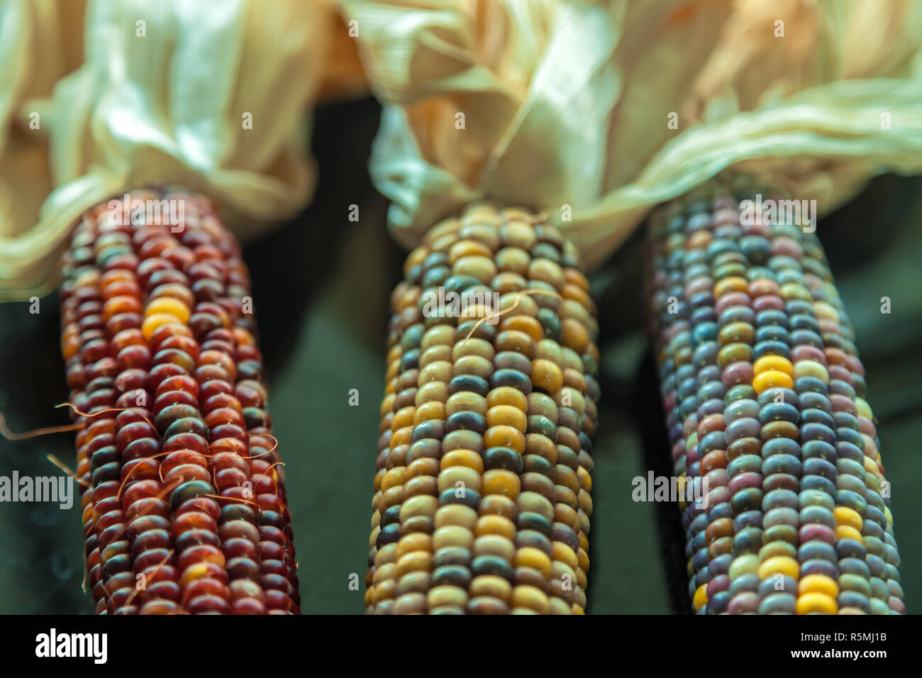 Indian corn maize zea mays hi-res stock photography and images - Alamy
