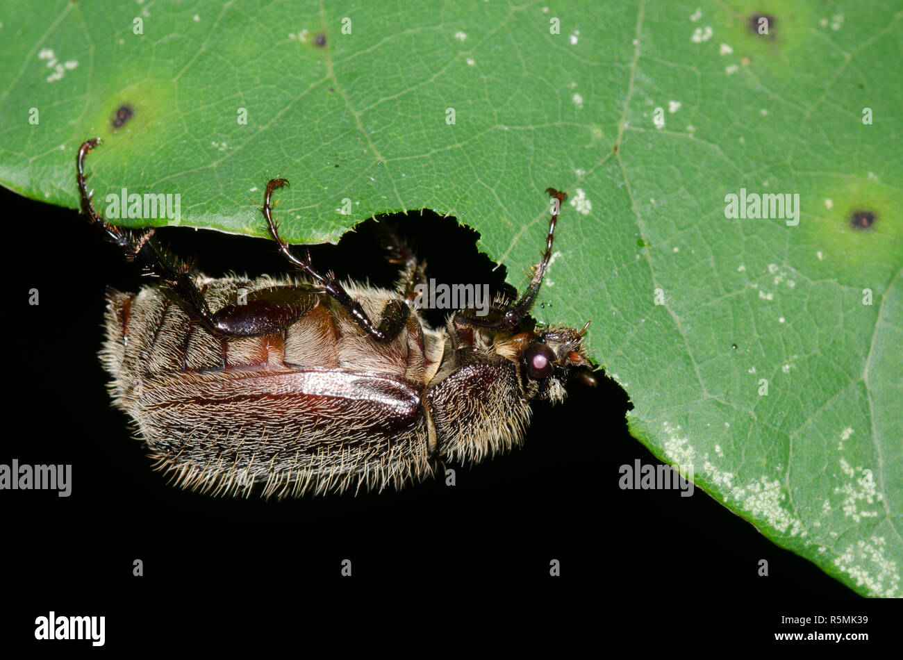 May Beetle, Phyllophaga sp., feeding on Eastern Redbud, Cercis canadensis, leaf at night Stock Photo
