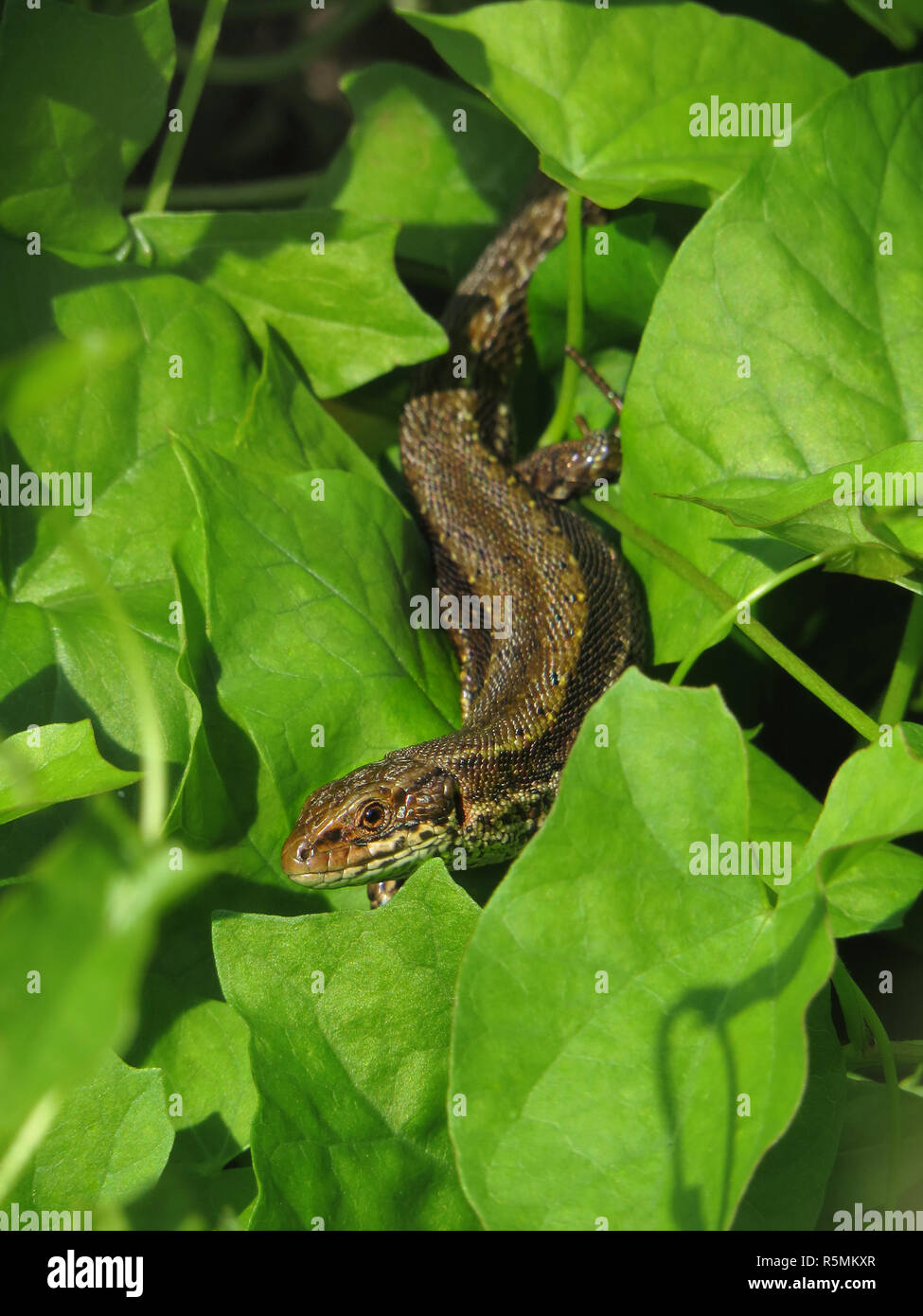 forest lizard,moor lizard,mountain lizard,female,zootoca vivipara,lacerta,viviparous lizard or common lizard Stock Photo
