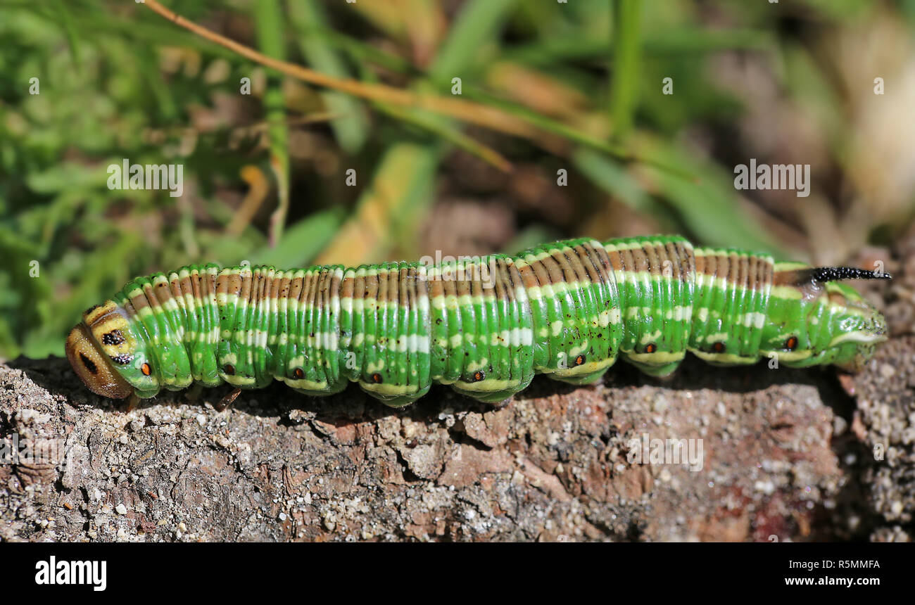 Adult insect larva caterpillar hi-res stock photography and images - Alamy